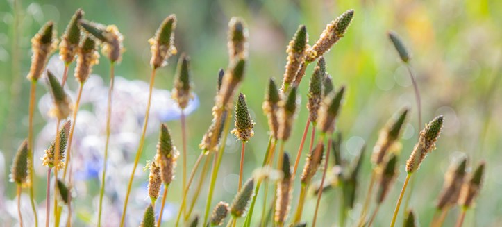 Psyllium_MetaMucil_Article