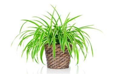 Chlorophytum isolated on white background